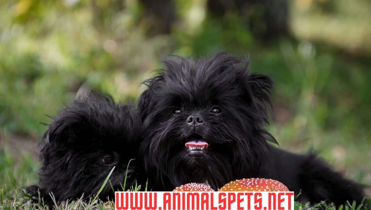 Affenpinscher: A Delightful Mix of History, Traits, and Care in 2024