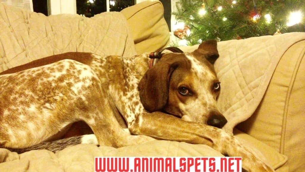 American English Coonhound: The Story of a Remarkable Breed in 2024