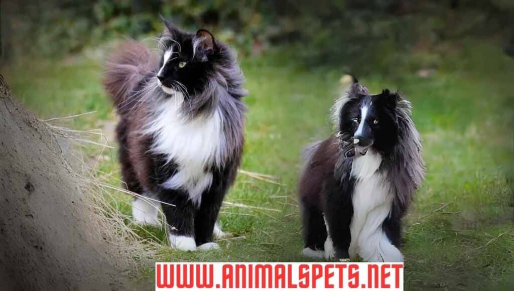 Tuxedo Cats: Unraveling the Charm of Bicolor Beauties