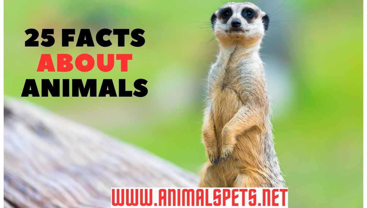 25 Facts about Animals: Marvels of the Animal Kingdom