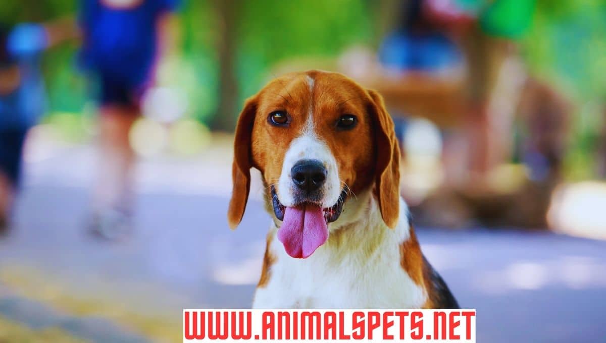 American Foxhound: Stunning Companion for Families in 2024