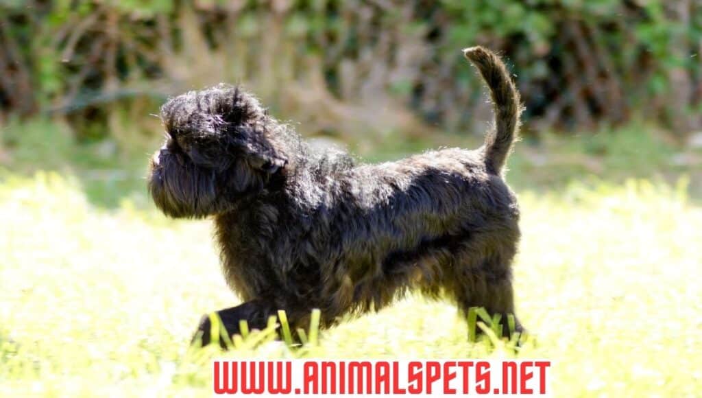 Affenpinscher: A Delightful Mix of History, Traits, and Care in 2024