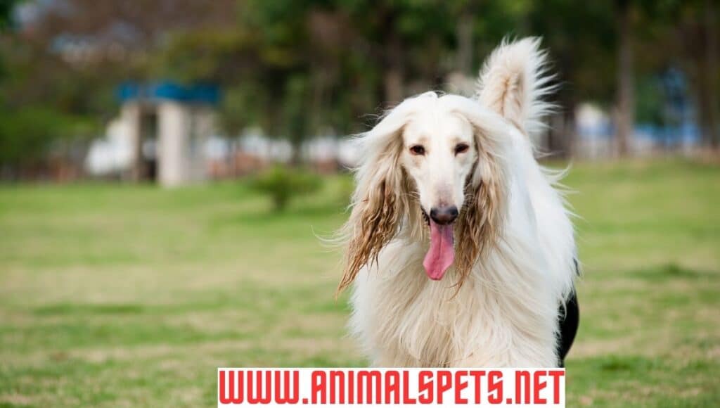 Afghan Hound: A Majestic Tale of Elegance and Heritage