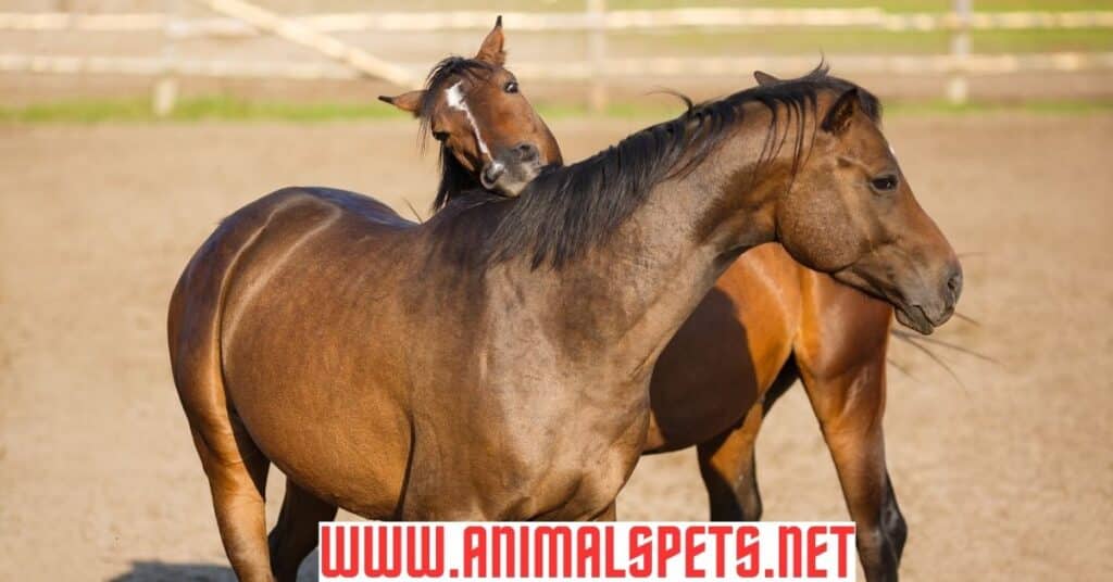 Understanding and Preventing Horse bites