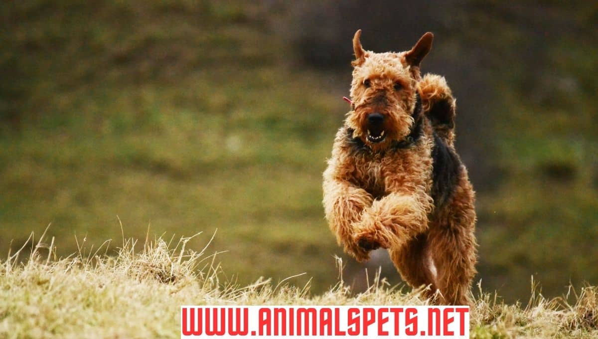 Airedale Terrier: The Great History of King of Terriers in 2024