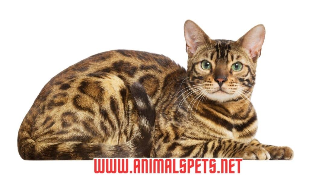 Bengal Cats: A Fascinating Journey from the Wild to Your Home in 2024