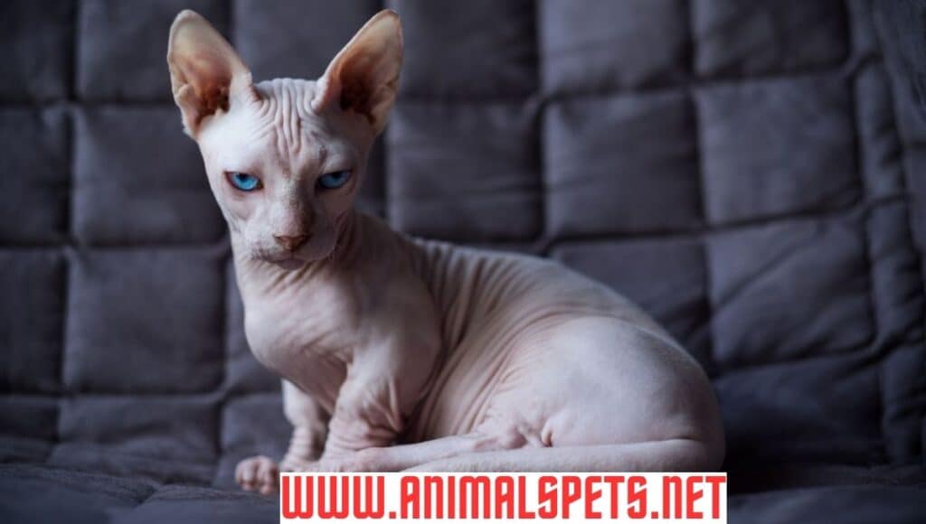 Hairless Cats: A Closer Look at 7 Amazing Breeds
