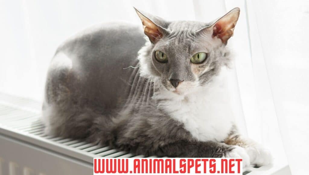 Russian Cat Breeds: Exploring the amazing breeds  in 2024