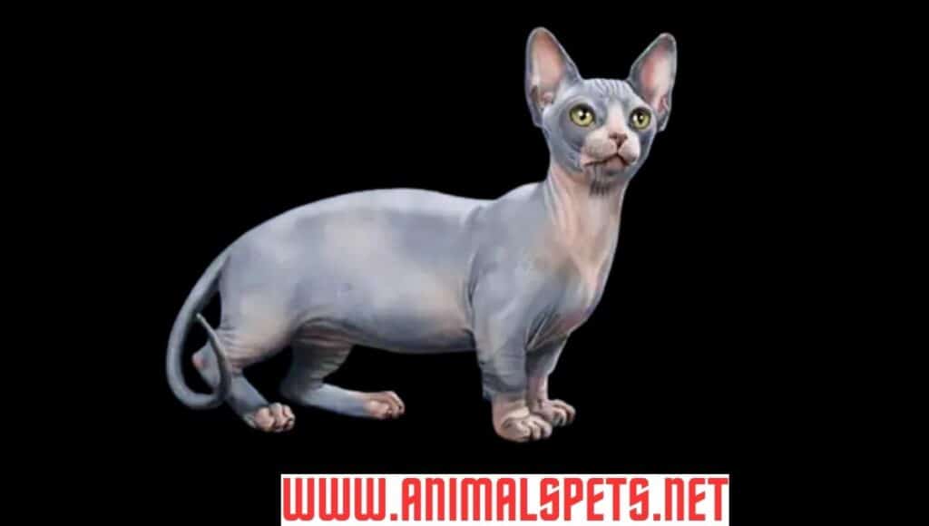 Hairless Cats: A Closer Look at 7 Amazing Breeds