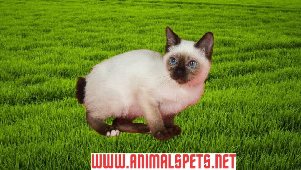 Russian Cat Breeds: Exploring the amazing breeds  in 2024