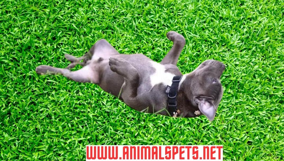 why dogs Love Rolling on Their Backs