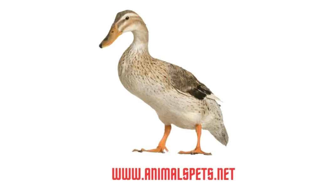 31 Facts about Ducks: The Wonderful World of Ducks