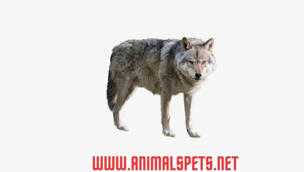 The Great Grey Wolf: Beyond the Myths