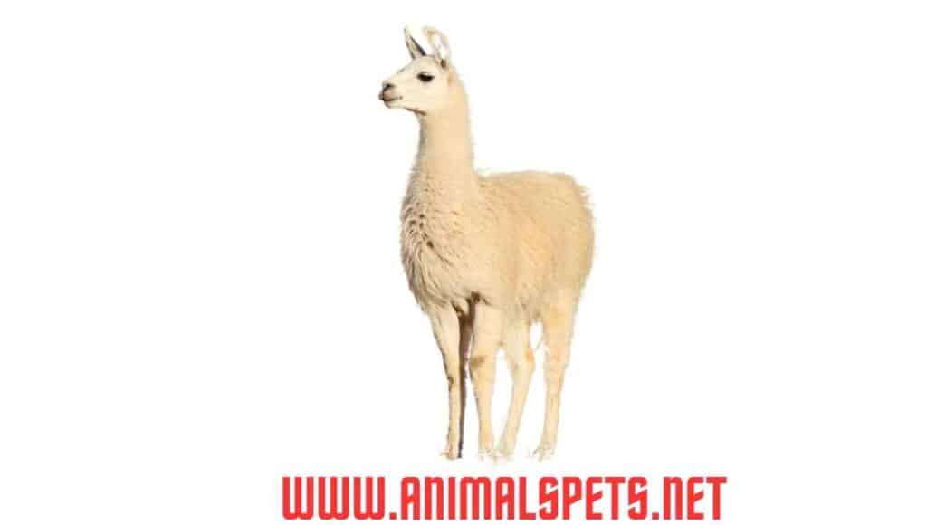 Facts about Llamas