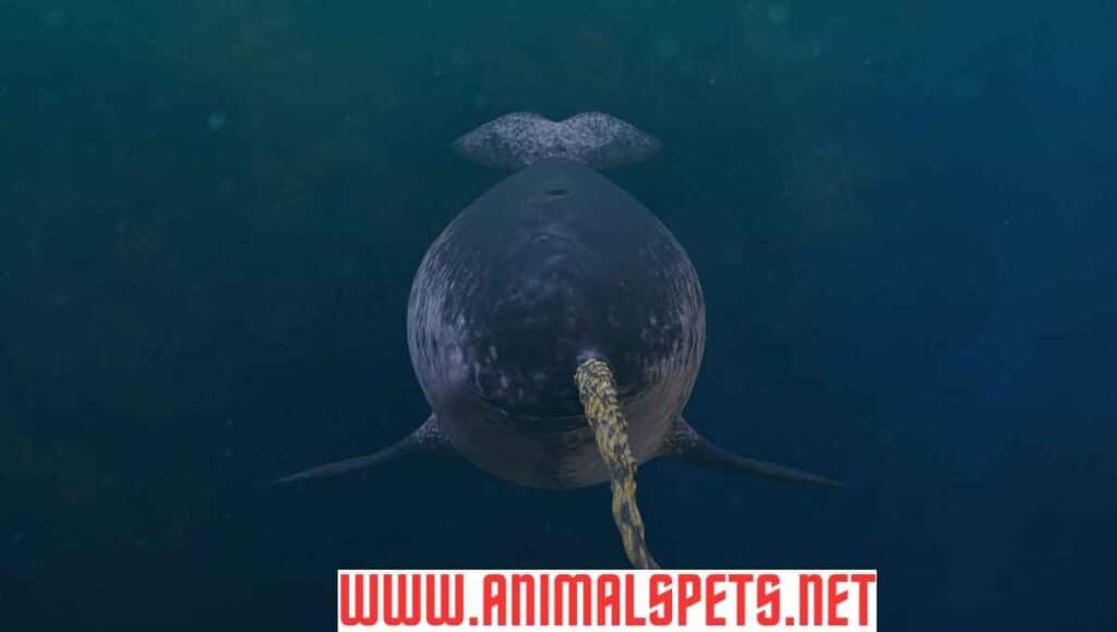 The Narwhal: Unraveling the Mysterious Unicorn of the Sea