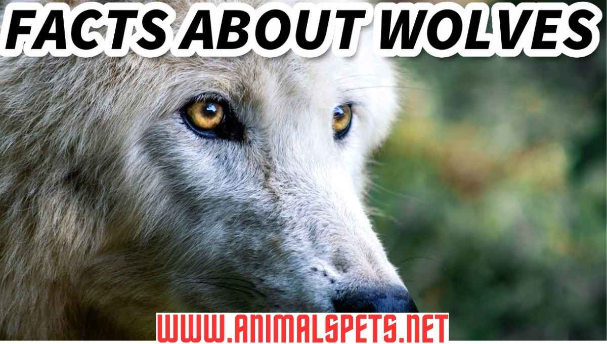 The Great Grey Wolf: Beyond the Myths