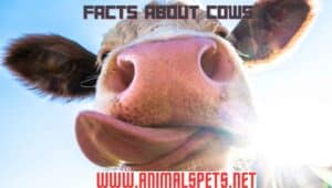 20 Awesome Facts about Cows: Unveiling the Fascinating World of Cows