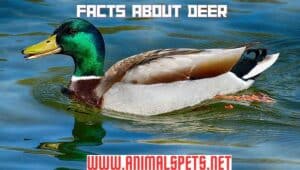 31 Facts about Ducks: The Wonderful World of Ducks