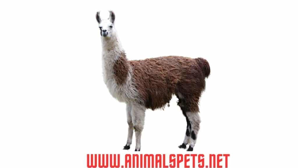Facts about Llamas
