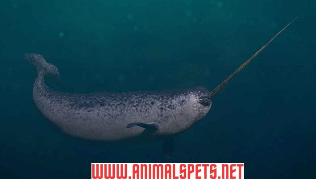 The Narwhal: Unraveling the Mysterious Unicorn of the Sea